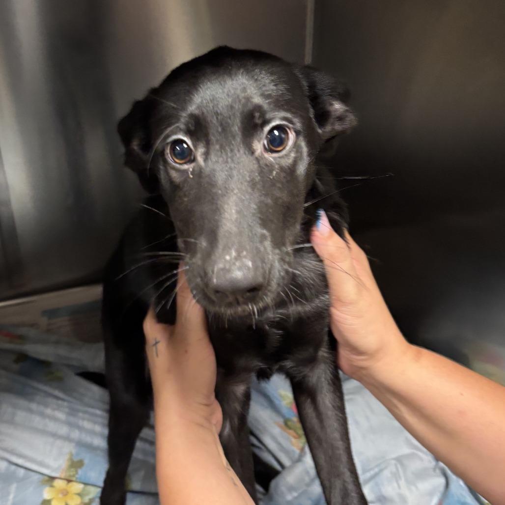 Cola - 052924U, Adoptable, Puppy Female Shepherd & Mixed Breed.