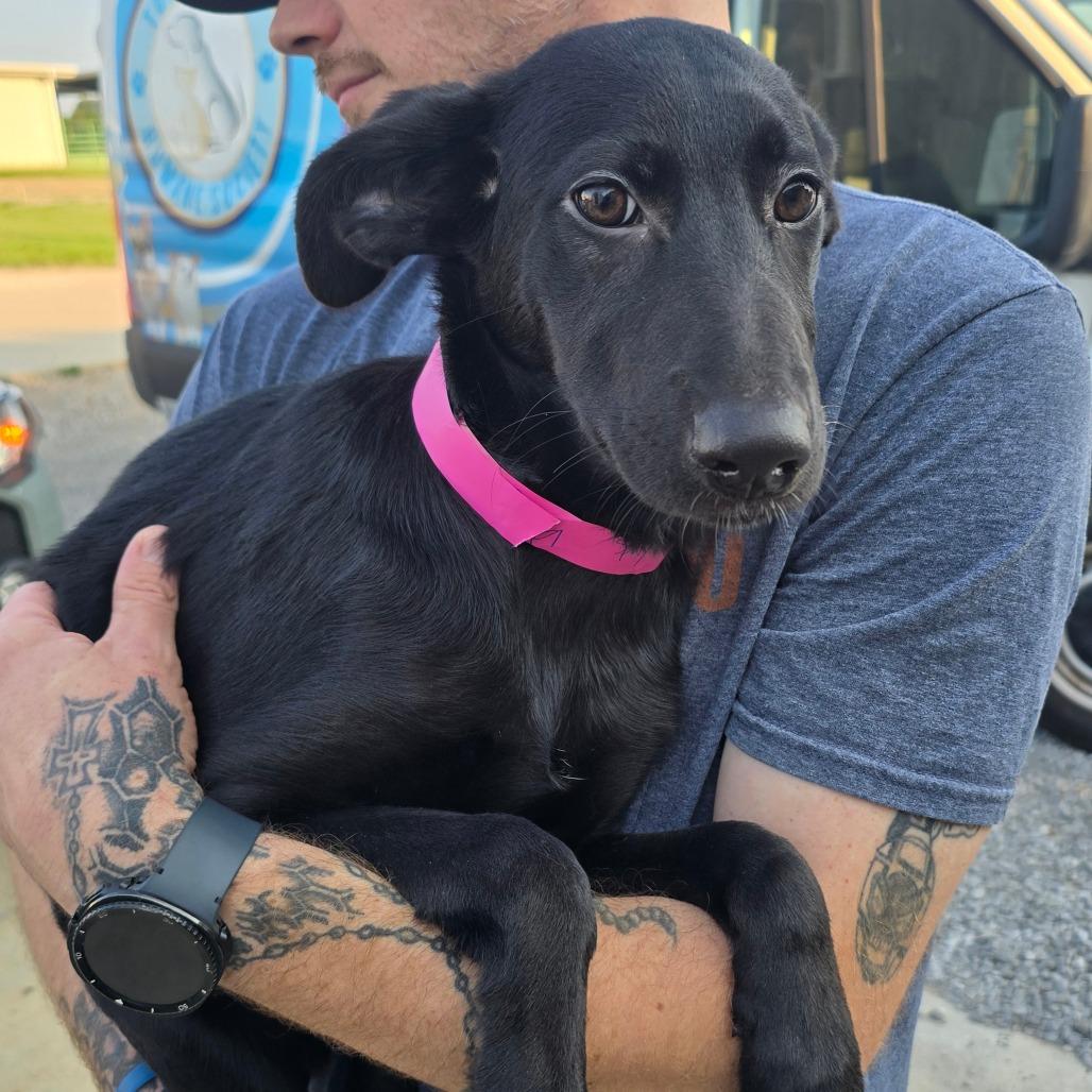 Cola - 052924U, a Adoptable mixed breed in Tupelo, MS image 3/3