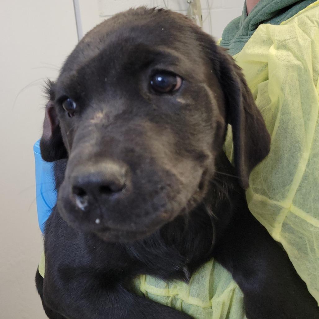 Eel, Adoptable, Puppy Male Labrador Retriever & Mastiff.