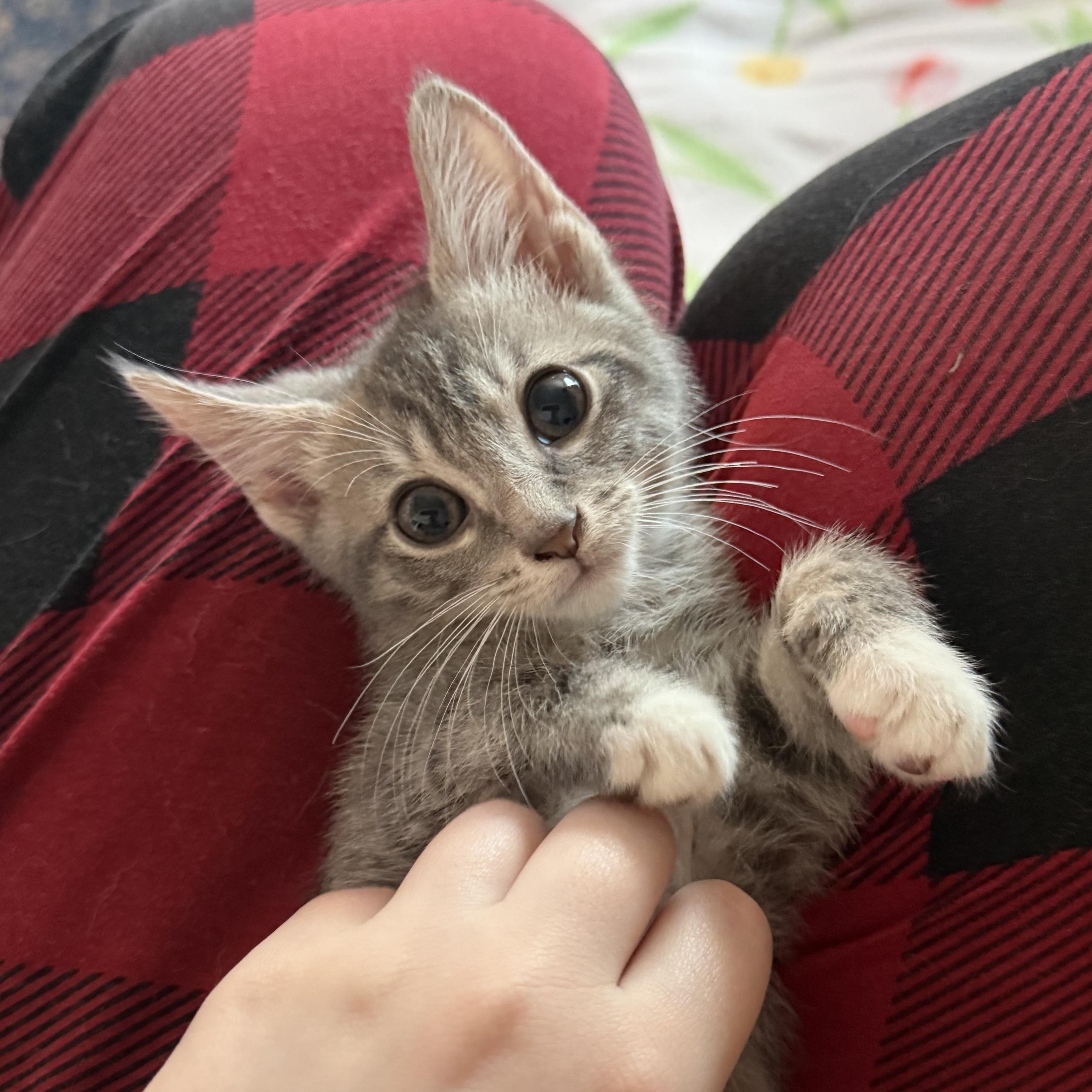Mist, ADOPTABLE, Kitten Male Domestic Short Hair & Tabby.