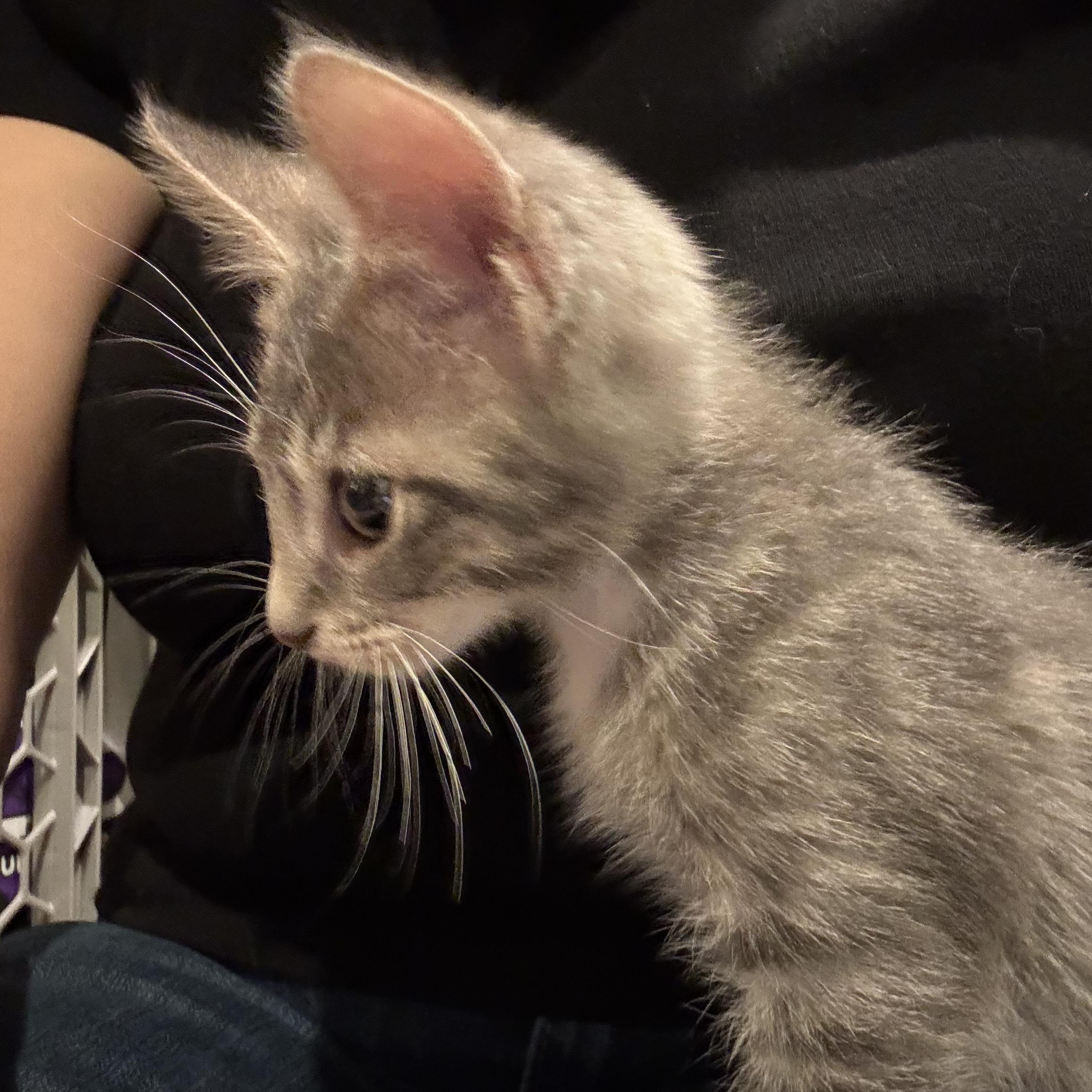 Mist, a ADOPTABLE mixed breed in East Amherst, NY image 4/4
