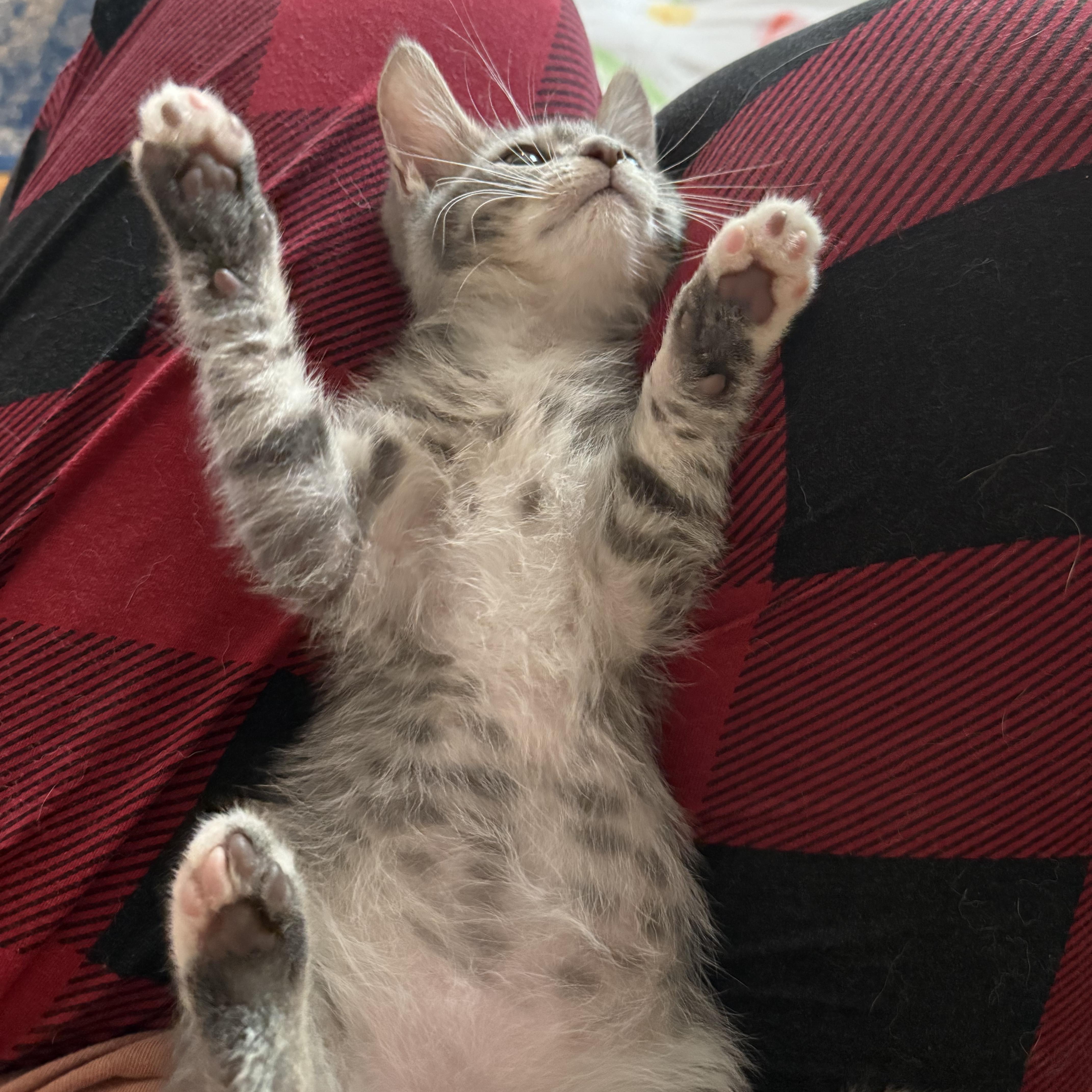 Mist, a ADOPTABLE mixed breed in East Amherst, NY image 3/4
