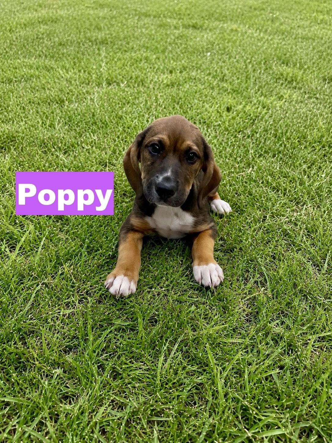 Enlarge Poppy, a Adoptable mixed breed in Paramus, NJ image 3/3