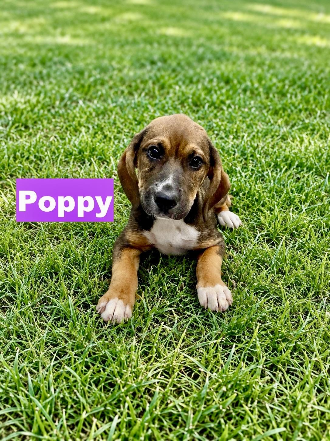 Poppy, Adoptable, Puppy Female Beagle.