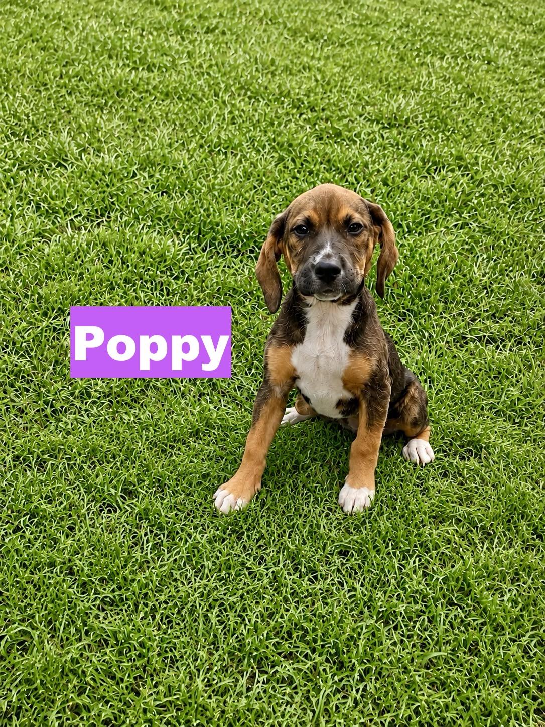 Enlarge Poppy, a Adoptable mixed breed in Paramus, NJ image 2/3