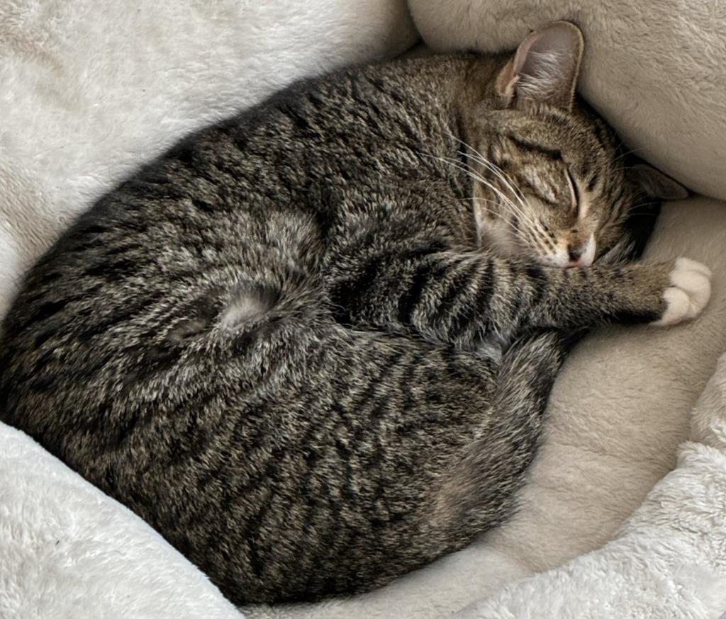 Enlarge Angel, a Adoptable mixed breed in HUNTINGTON BEACH, CA image 2/2