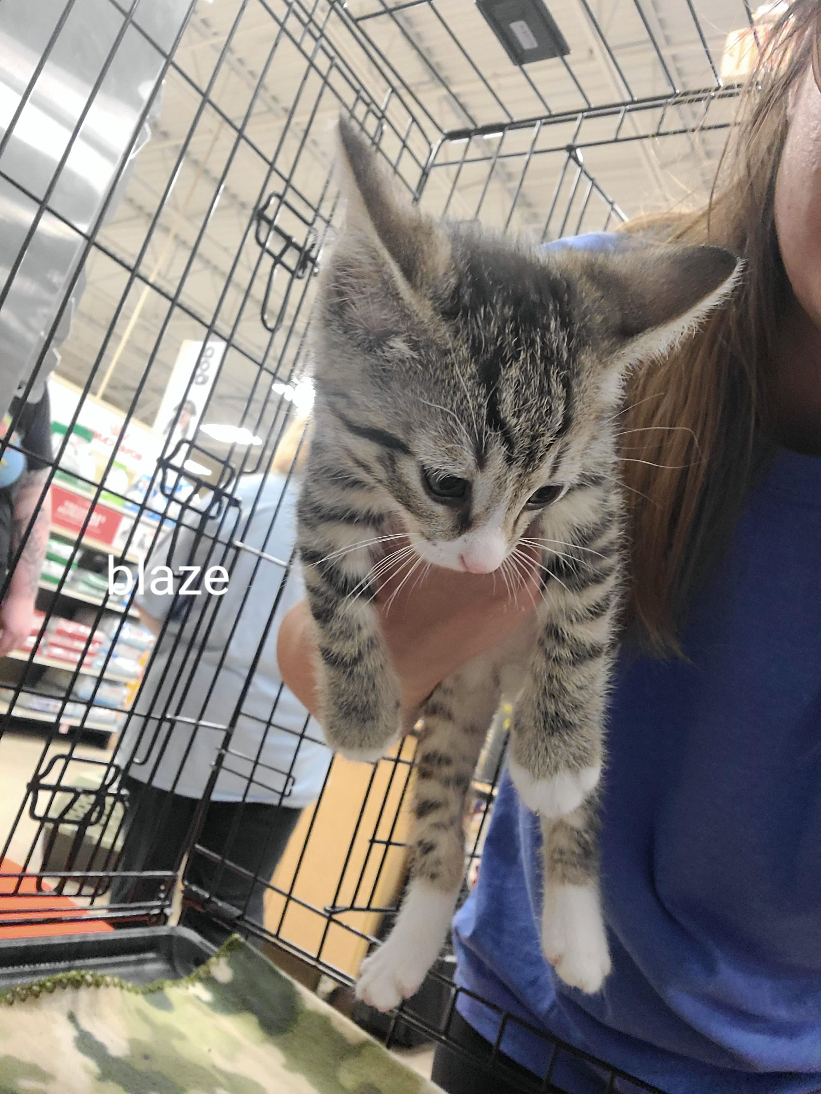 Blaze, Adoptable, Kitten Male Domestic Short Hair.