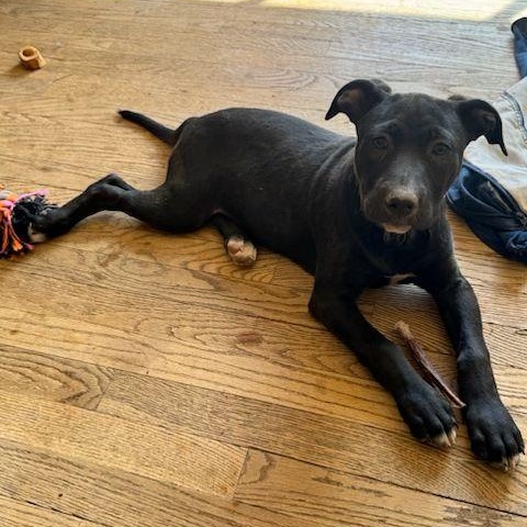 Norrie, a ADOPTABLE Black Labrador Retriever in Denver, CO image 2/2