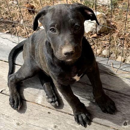Norrie, a ADOPTABLE Black Labrador Retriever in Denver, CO image 1/2