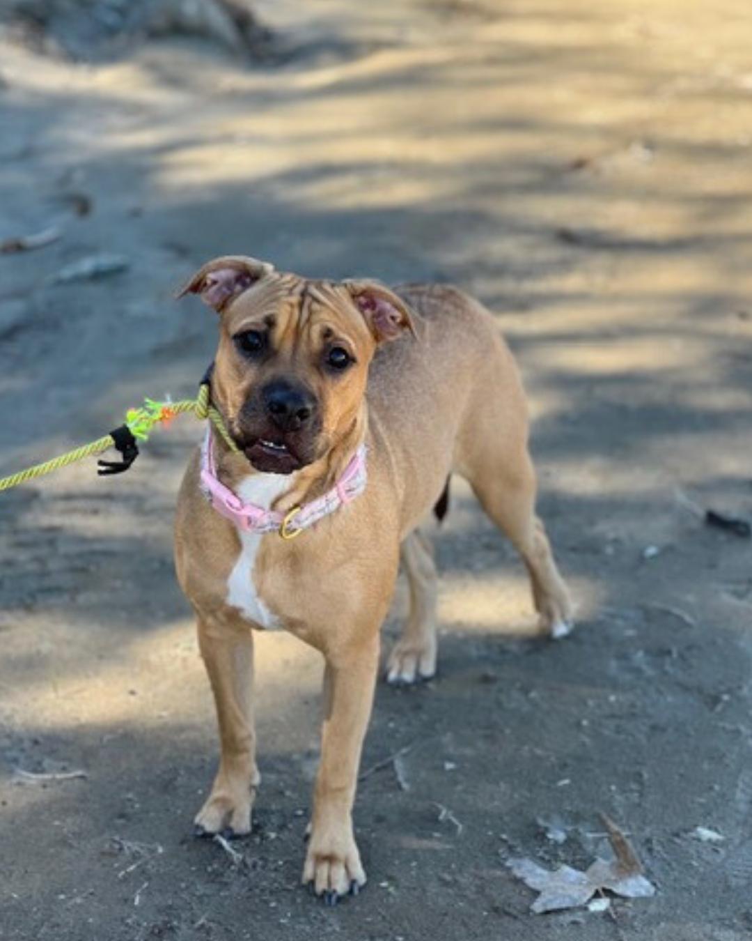Enlarge Lady , a ADOPTABLE mixed breed in Valley Village, CA image 3/5