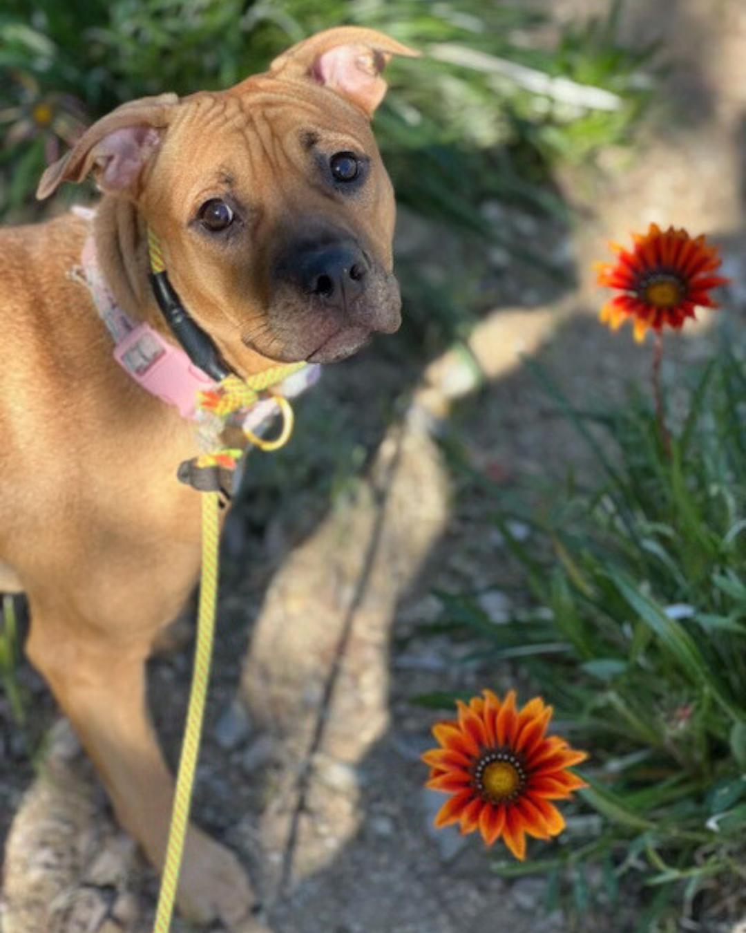 Enlarge Lady , a ADOPTABLE mixed breed in Valley Village, CA image 2/5