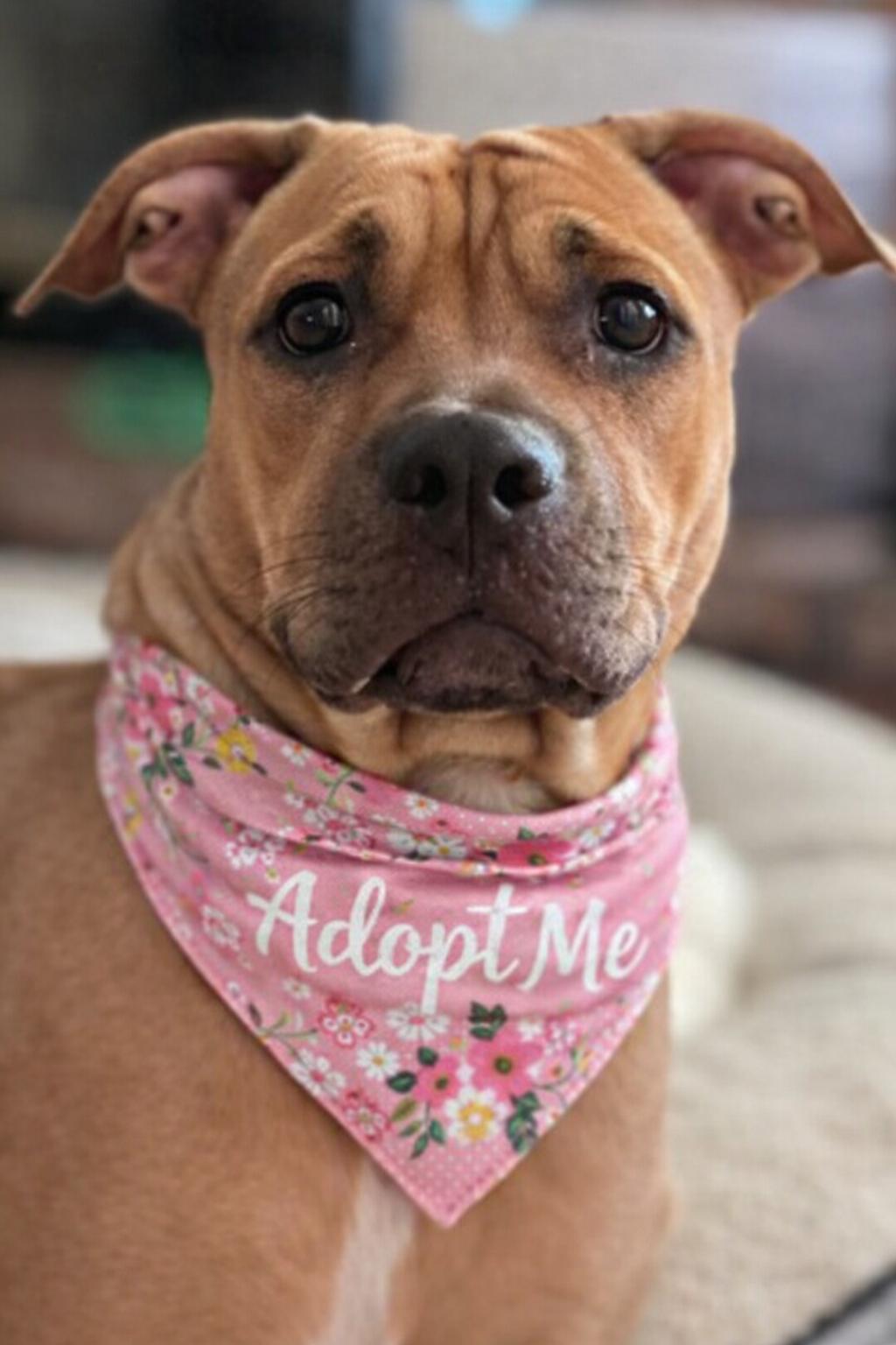 Lady , ADOPTABLE, Young Female Shar-Pei & Pit Bull Terrier.