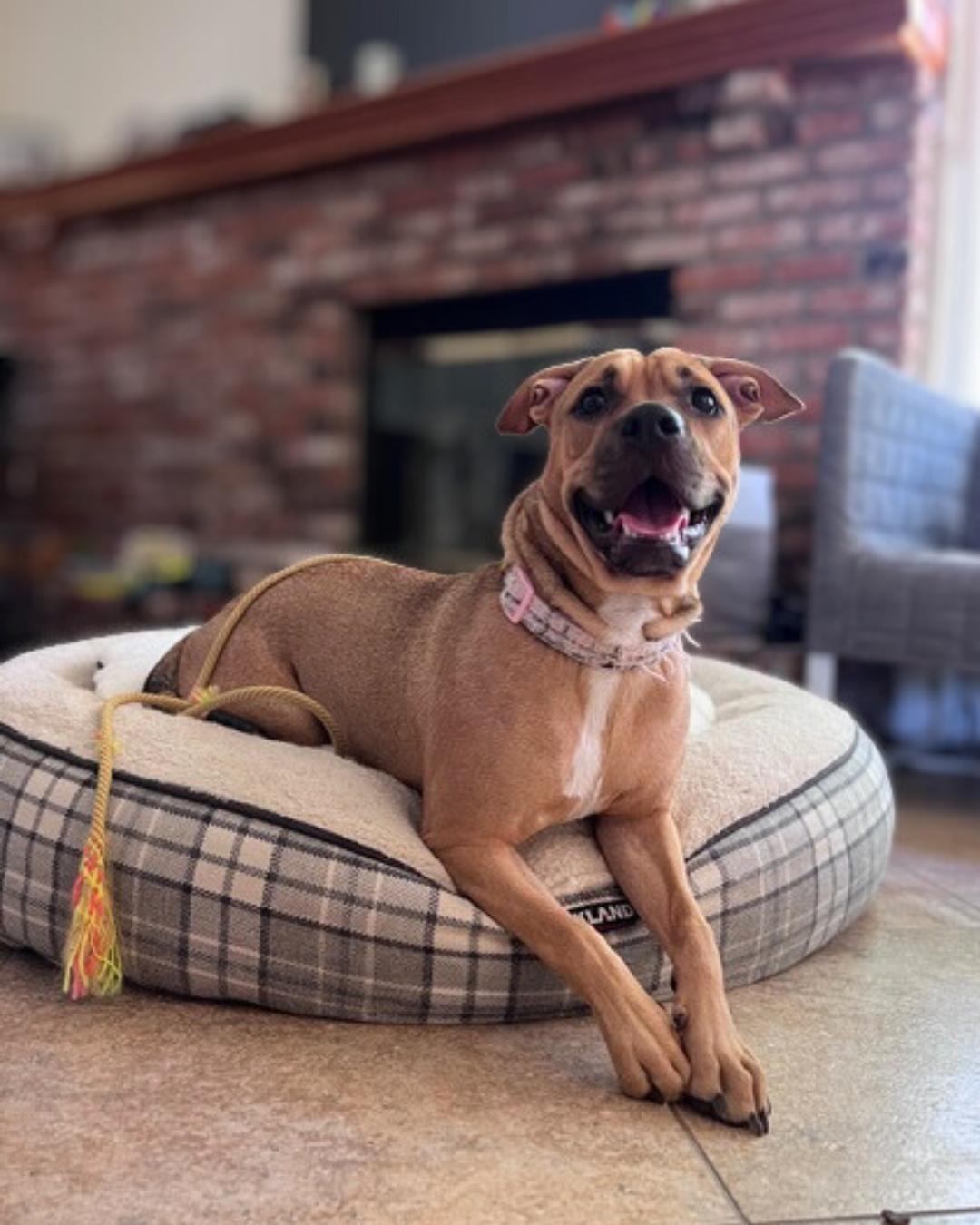 Enlarge Lady , a ADOPTABLE mixed breed in Valley Village, CA image 4/5