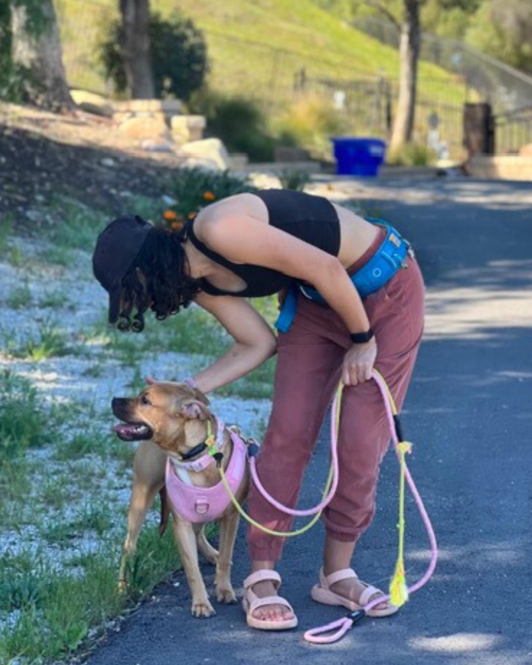 Enlarge Lady , a ADOPTABLE mixed breed in Valley Village, CA image 5/5
