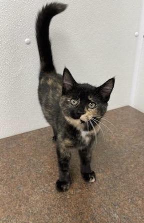 Cranberry, adopted, Young Female Domestic Short Hair.