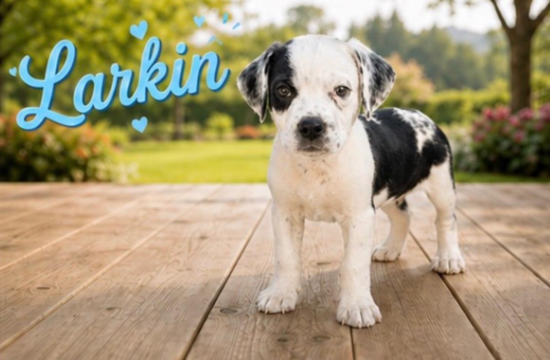 Larkin, adoptable, Puppy Male Border Collie.