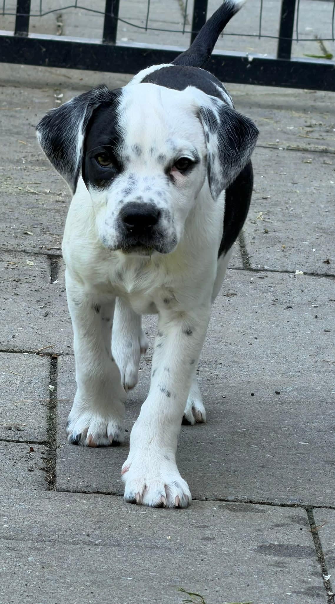 Larkin, an adopted mixed breed in Toms River, NJ image 3/3
