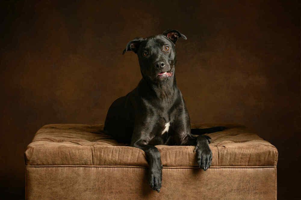 Enlarge Jude (LOCATED AT BTDR HQ), a Adoptable mixed breed in Leverett, MA image 1/6