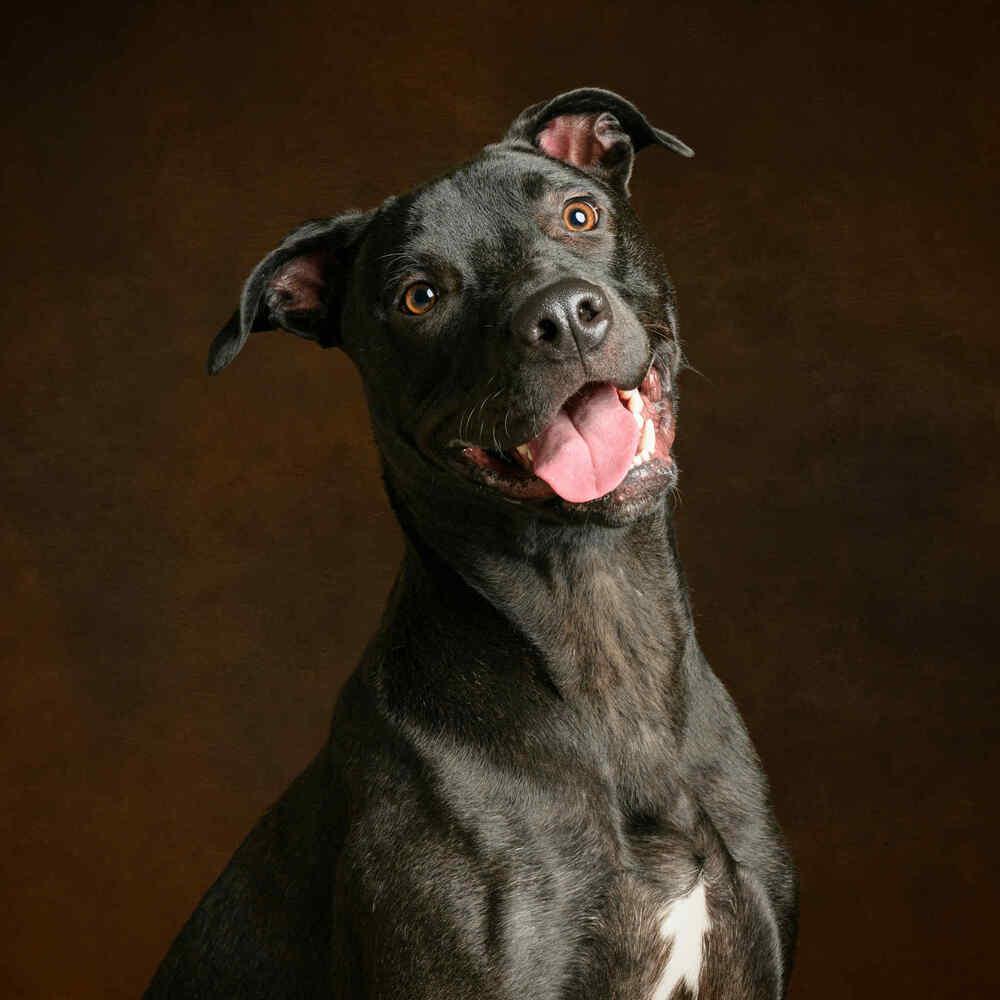 Enlarge Jude (LOCATED AT BTDR HQ), a Adoptable mixed breed in Leverett, MA image 2/6