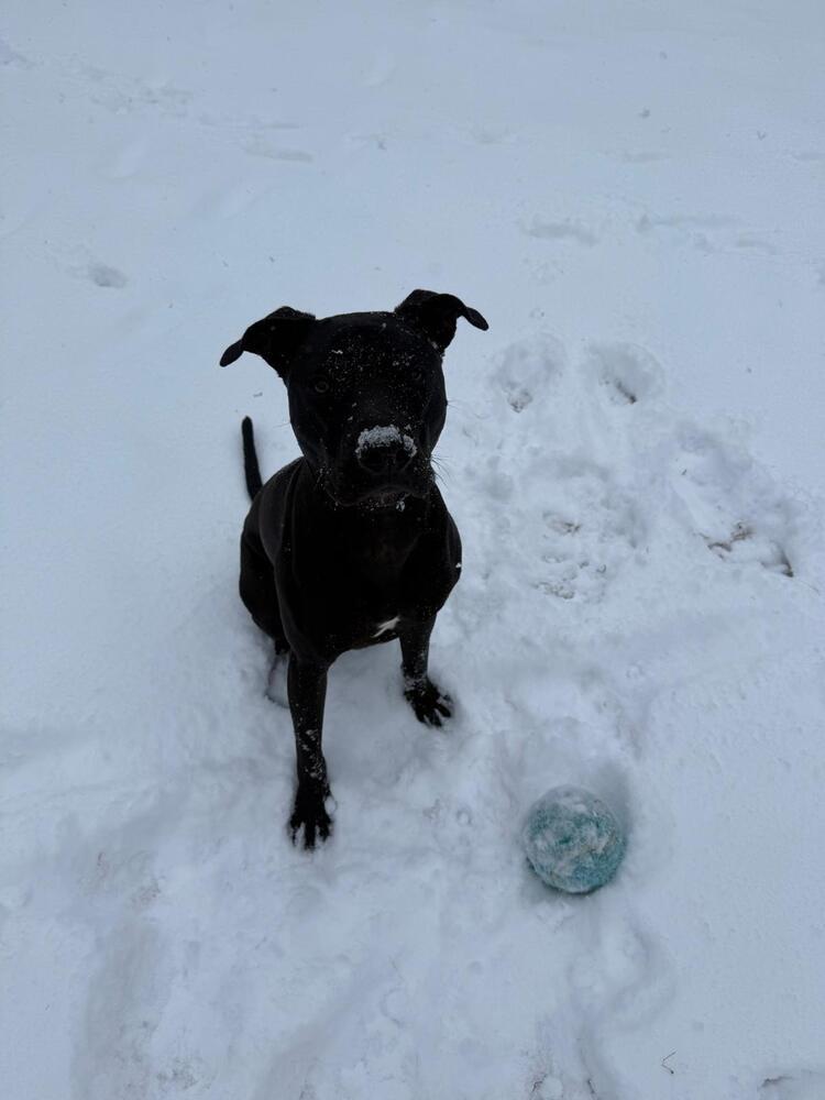 Enlarge Jude (LOCATED AT BTDR HQ), a Adoptable mixed breed in Leverett, MA image 3/6
