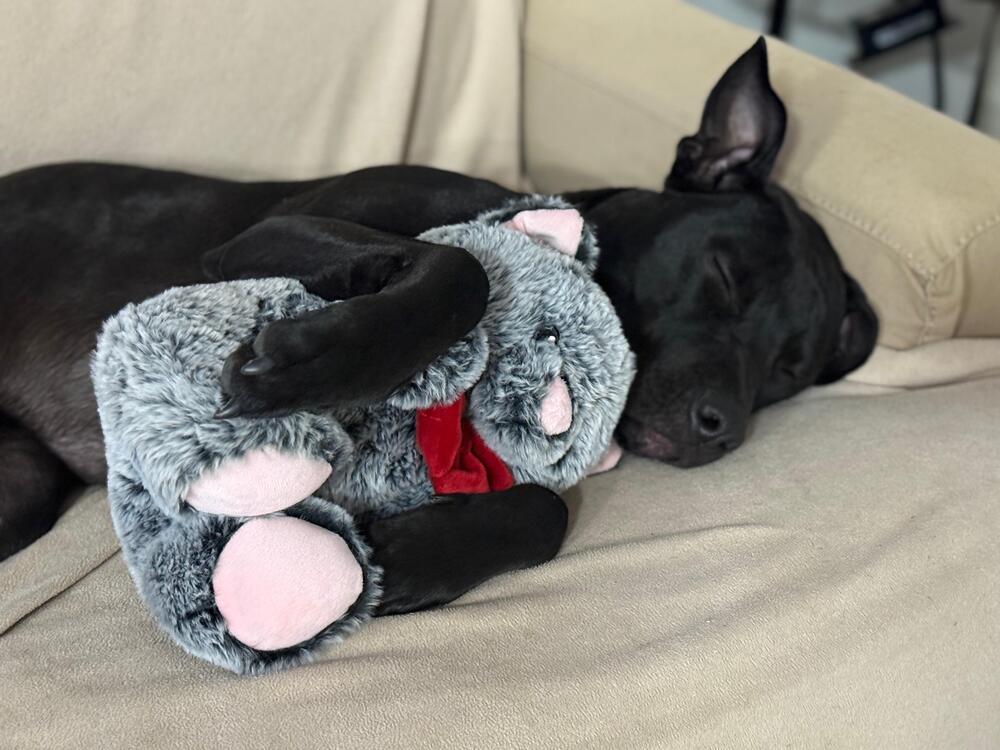 Enlarge Jude (LOCATED AT BTDR HQ), a Adoptable mixed breed in Leverett, MA image 4/6