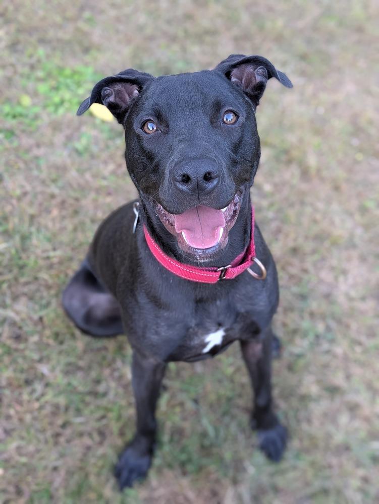 Enlarge Jude (LOCATED AT BTDR HQ), a Adoptable mixed breed in Leverett, MA image 5/6