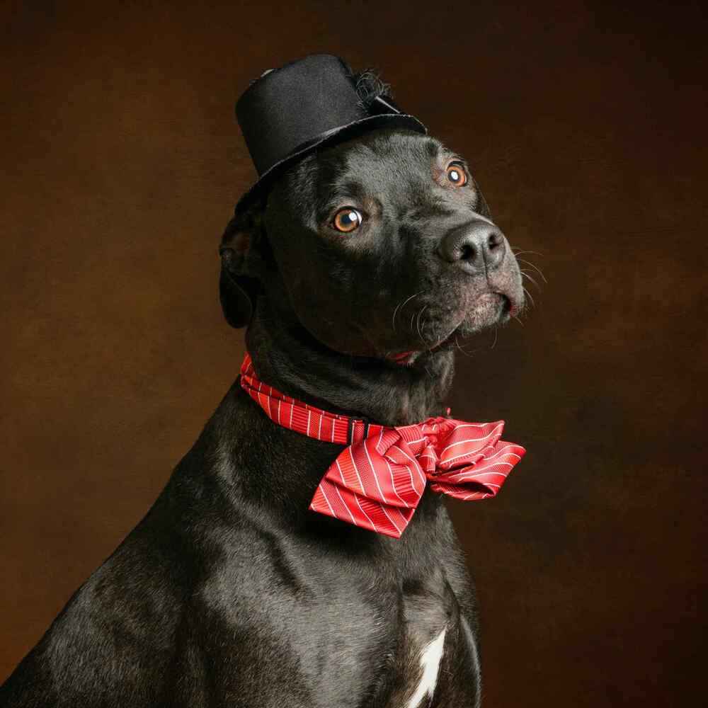 Enlarge Jude (LOCATED AT BTDR HQ), a Adoptable mixed breed in Leverett, MA image 6/6