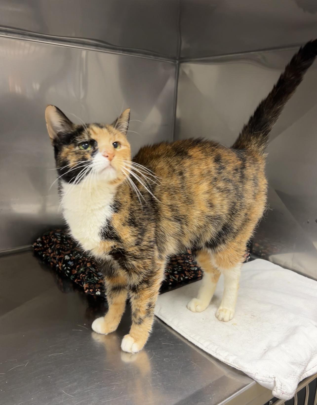 Pollock, Adoptable, Adult Female Domestic Short Hair & Calico.