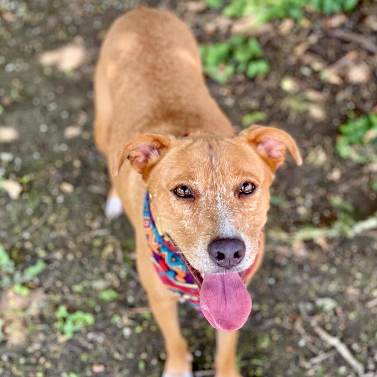 Dog for adoption Tully, a Cattle Dog Mix in Boston, MA Petfinder