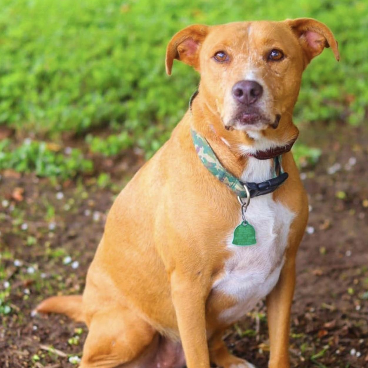 Dog for adoption Tully, a Cattle Dog Mix in Boston, MA Petfinder