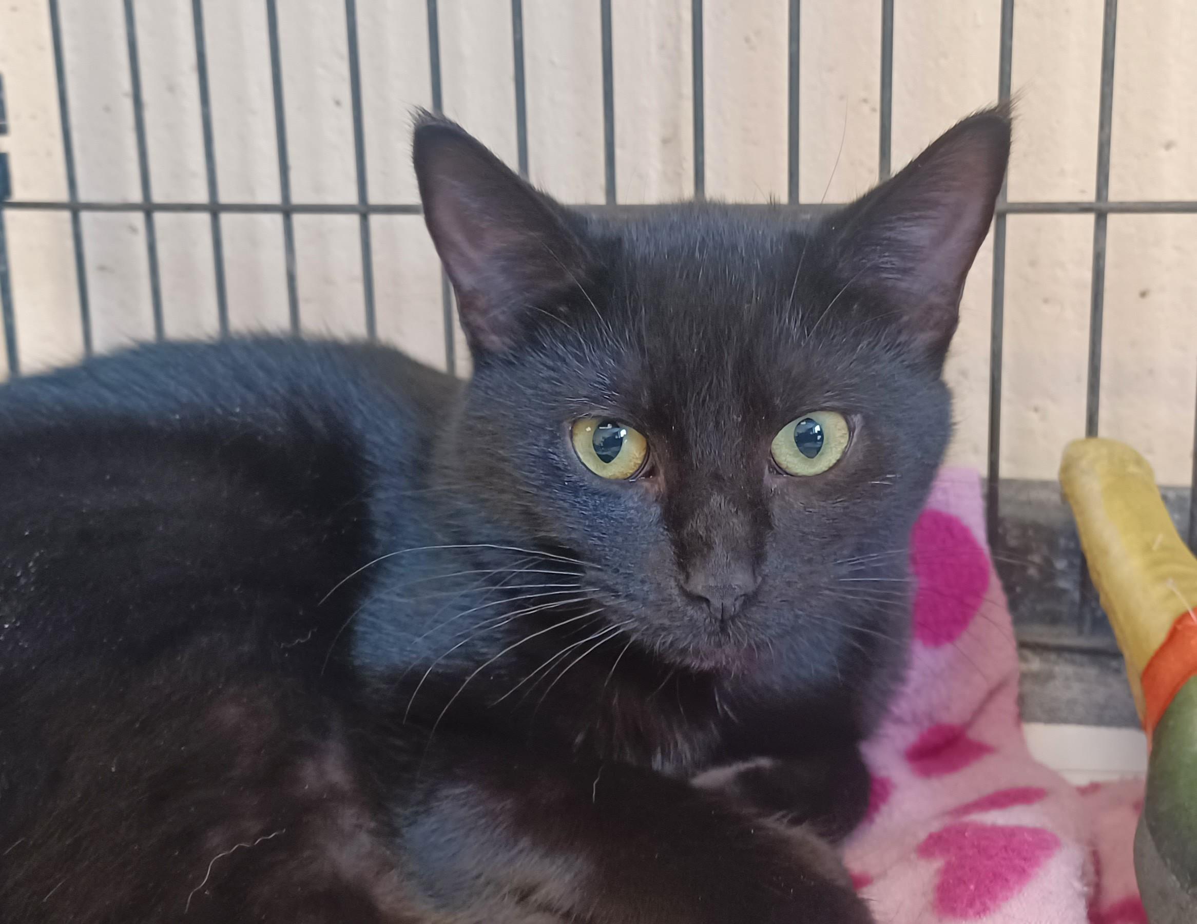 Boyd, ADOPTABLE, Young Male Domestic Short Hair.