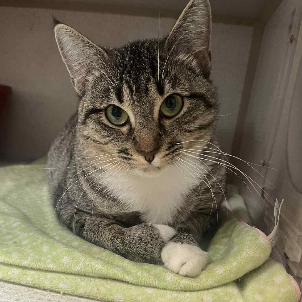 Cruella, an adoptable Domestic Short Hair in Graham, TX, 76450 | Photo Image 1