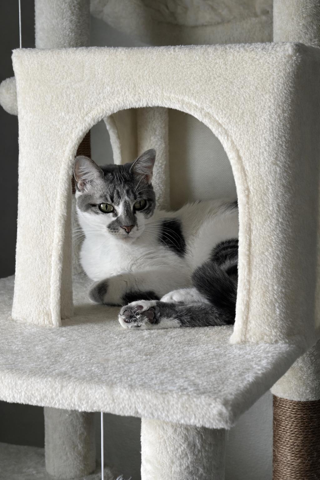 Enlarge Calypso, a Adoptable Domestic Short Hair in Jacksonville, FL image 4/4