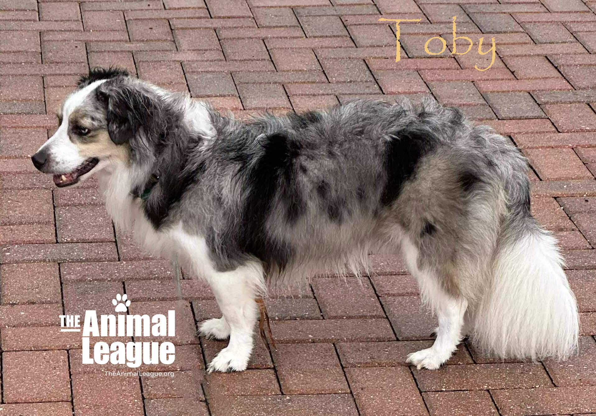Enlarge Toby, a ADOPTABLE mixed breed in Groveland, FL image 3/3