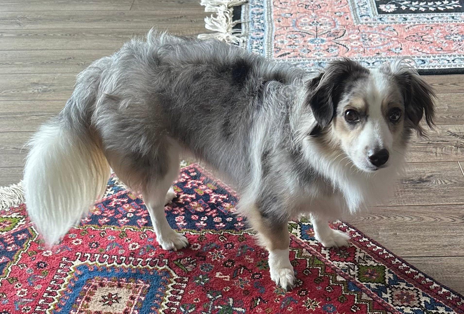 Toby, ADOPTABLE, Adult Male Australian Shepherd.