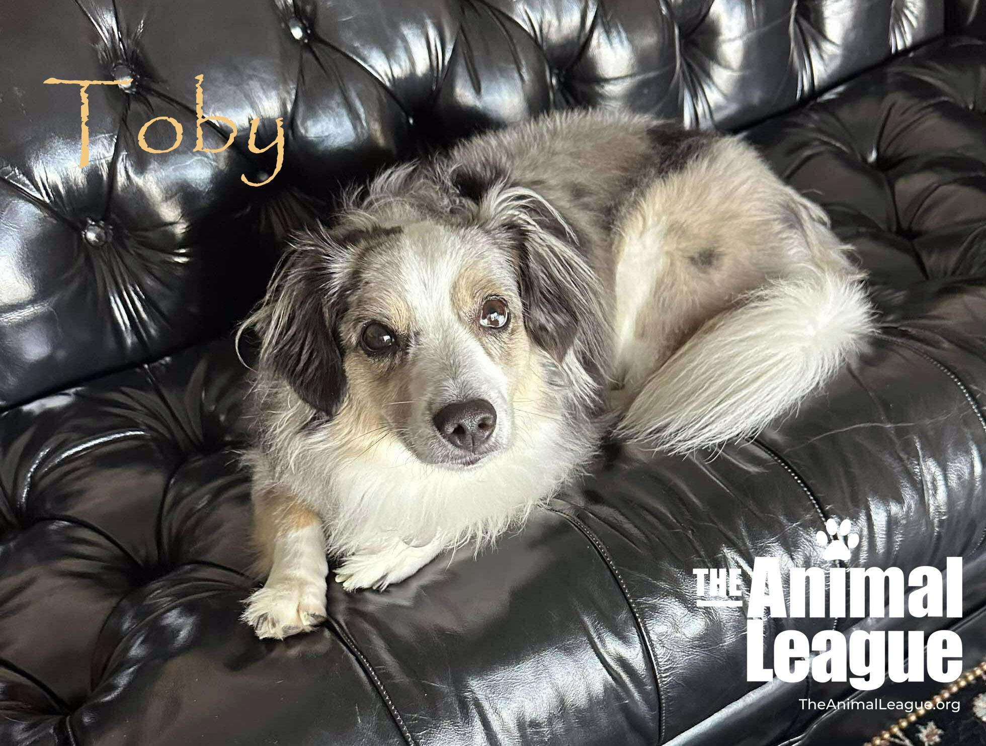 Enlarge Toby, a ADOPTABLE mixed breed in Groveland, FL image 2/3