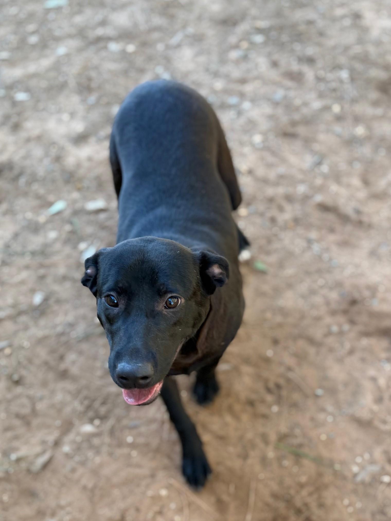 Peanut, ADOPTABLE, Young Male Labrador Retriever.