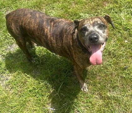 Missy, Adoptable, Senior Female Terrier & Mixed Breed.