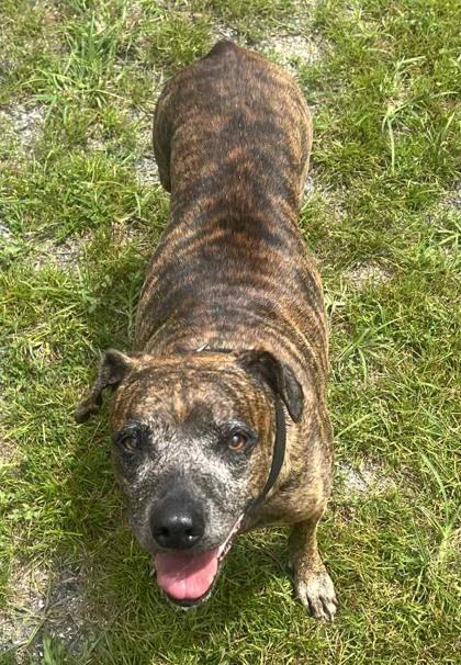 Enlarge Missy, a Adoptable mixed breed in Palm Coast, FL image 2/3