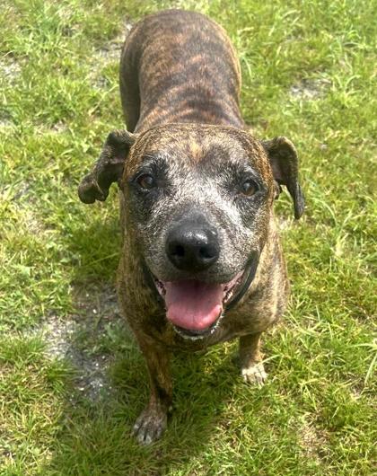 Enlarge Missy, a Adoptable mixed breed in Palm Coast, FL image 3/3