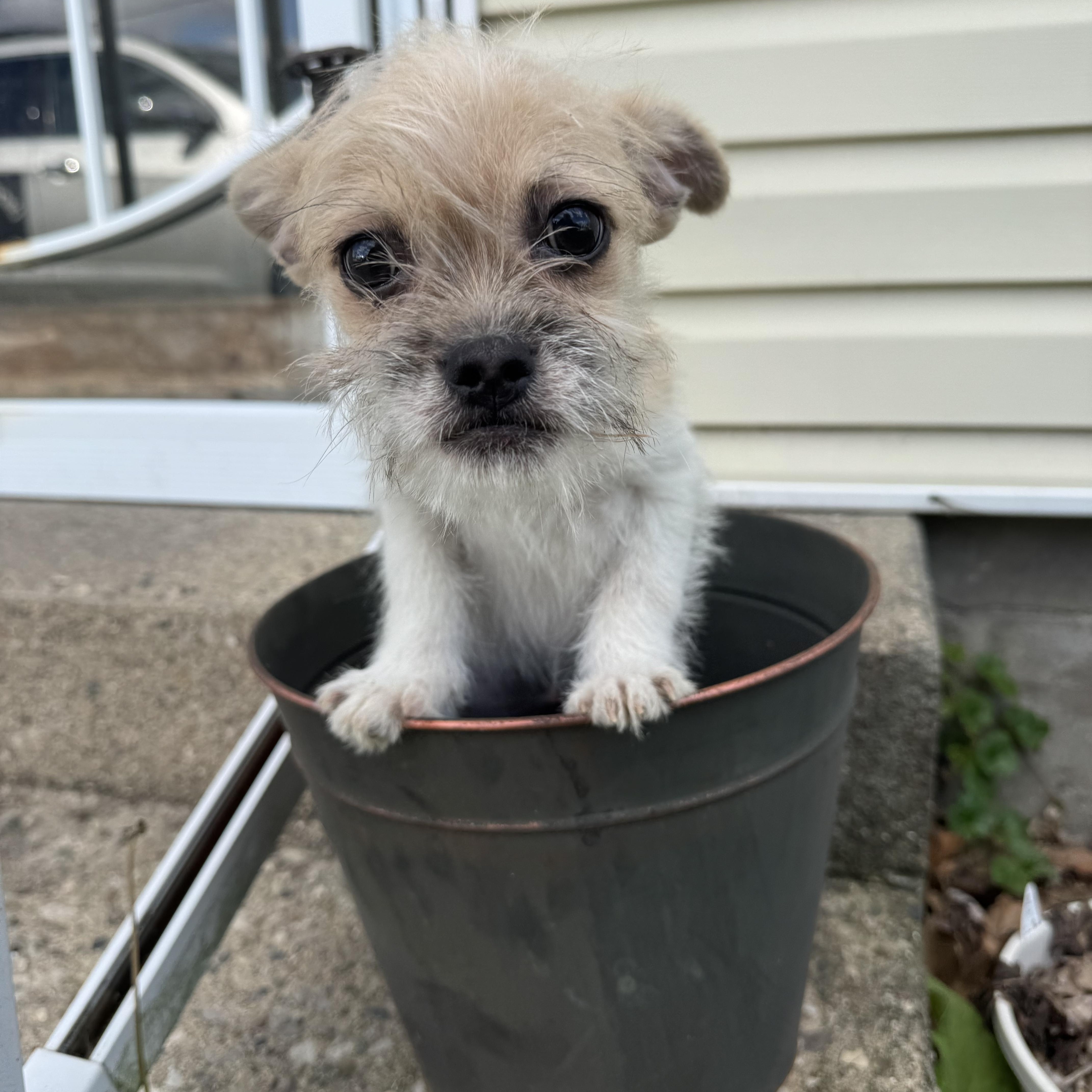 Butters! Sweet baby boy! , ADOPTABLE, Puppy Male Chihuahua & Pug.
