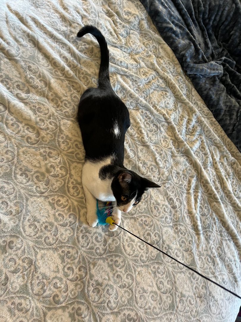 Enlarge Jax, a Adoptable Domestic Short Hair in san antonio, TX image 1/5