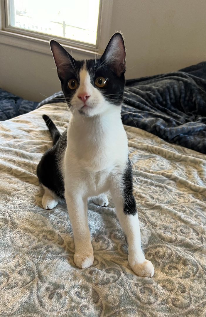 Enlarge Jax, a Adoptable Domestic Short Hair in san antonio, TX image 2/5