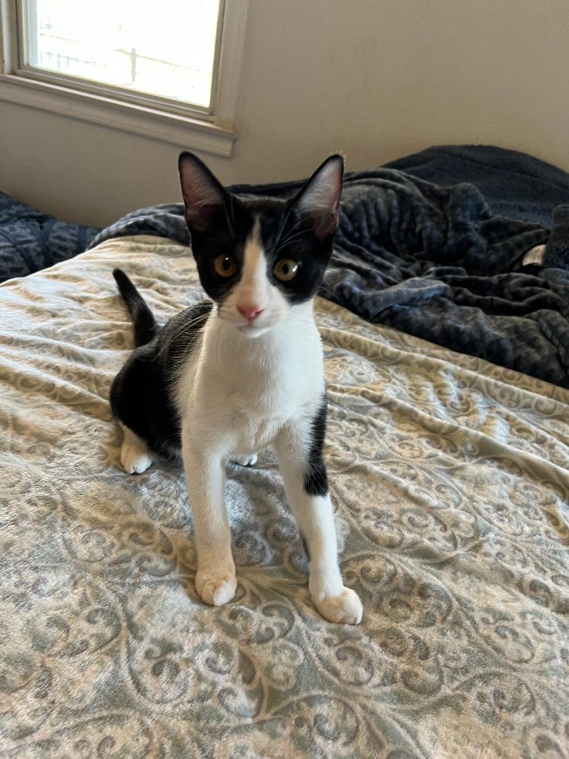 Enlarge Jax, a Adoptable Domestic Short Hair in san antonio, TX image 3/5