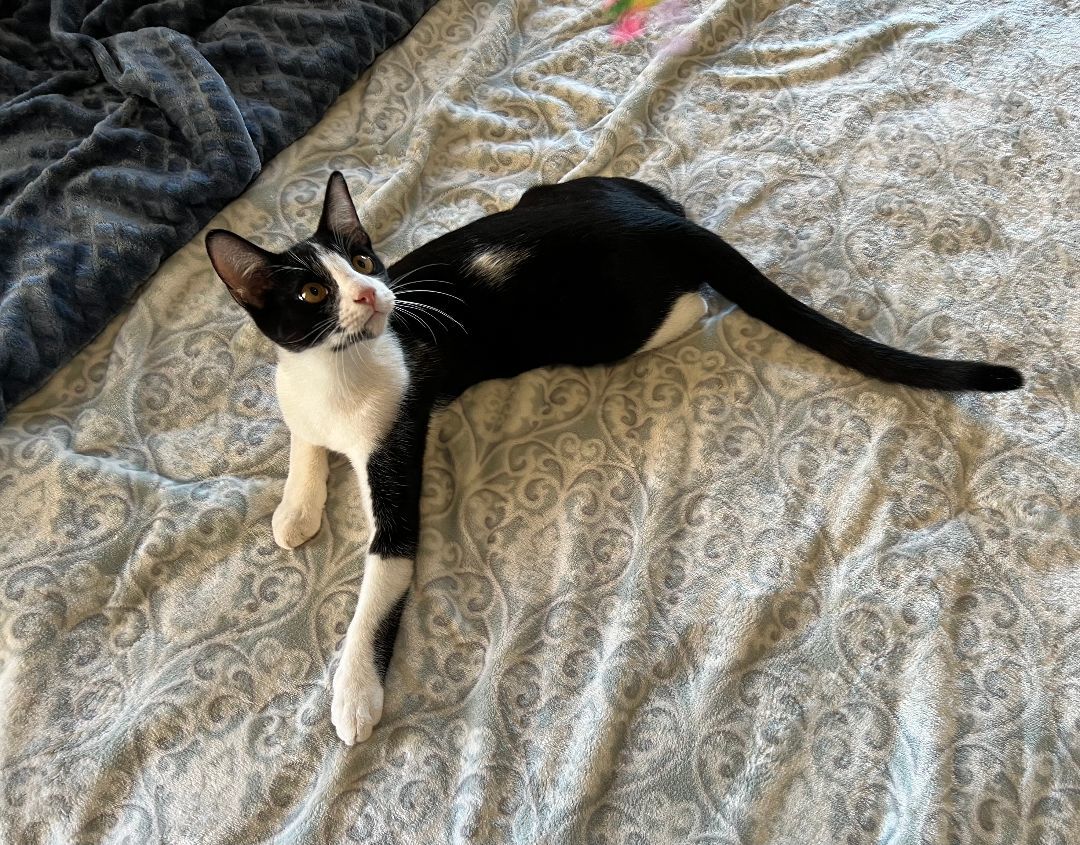 Enlarge Jax, a Adoptable Domestic Short Hair in san antonio, TX image 4/5