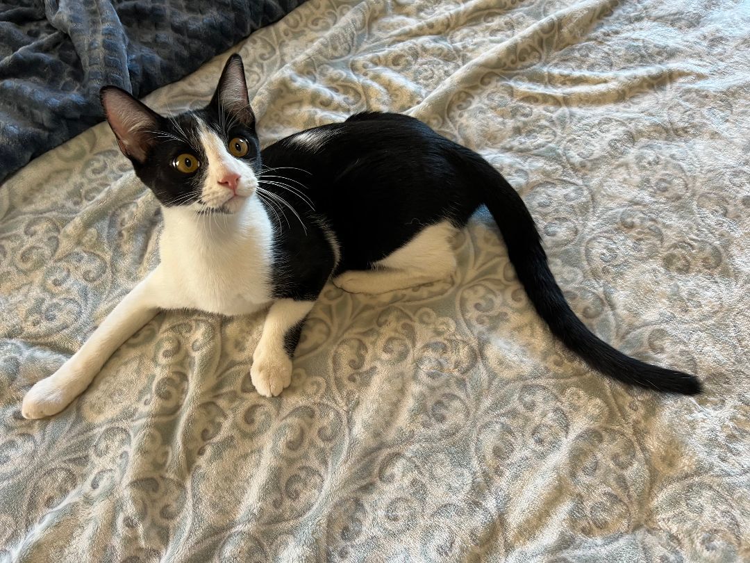Jax, Adoptable, Young Male Domestic Short Hair.