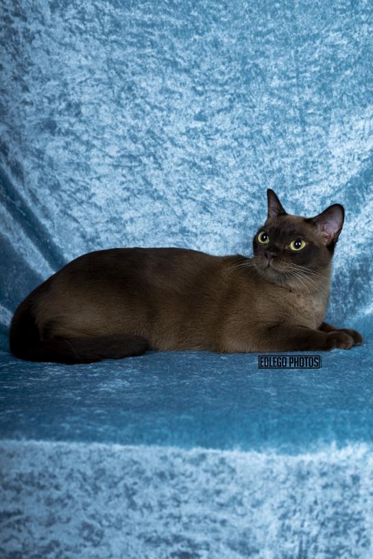 JAZZY ZAZZ, a Adoptable Burmese in Cincinnati, OH image 4/5