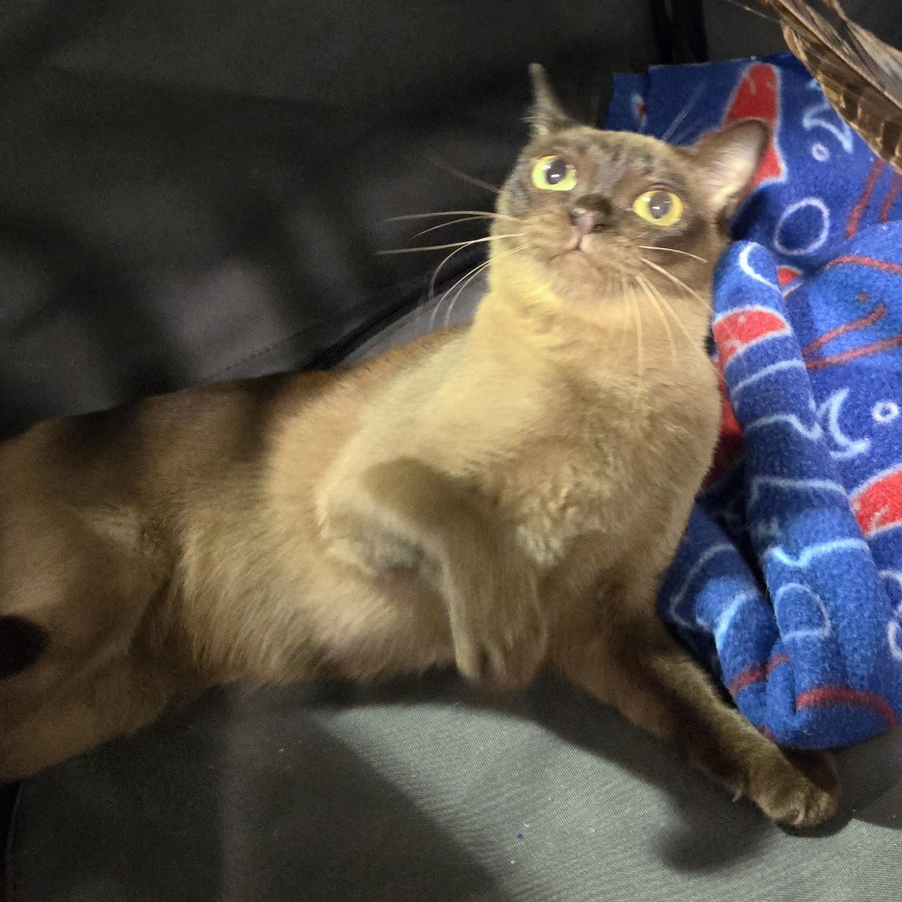 JAZZY ZAZZ, a Adoptable Burmese in Cincinnati, OH image 1/5