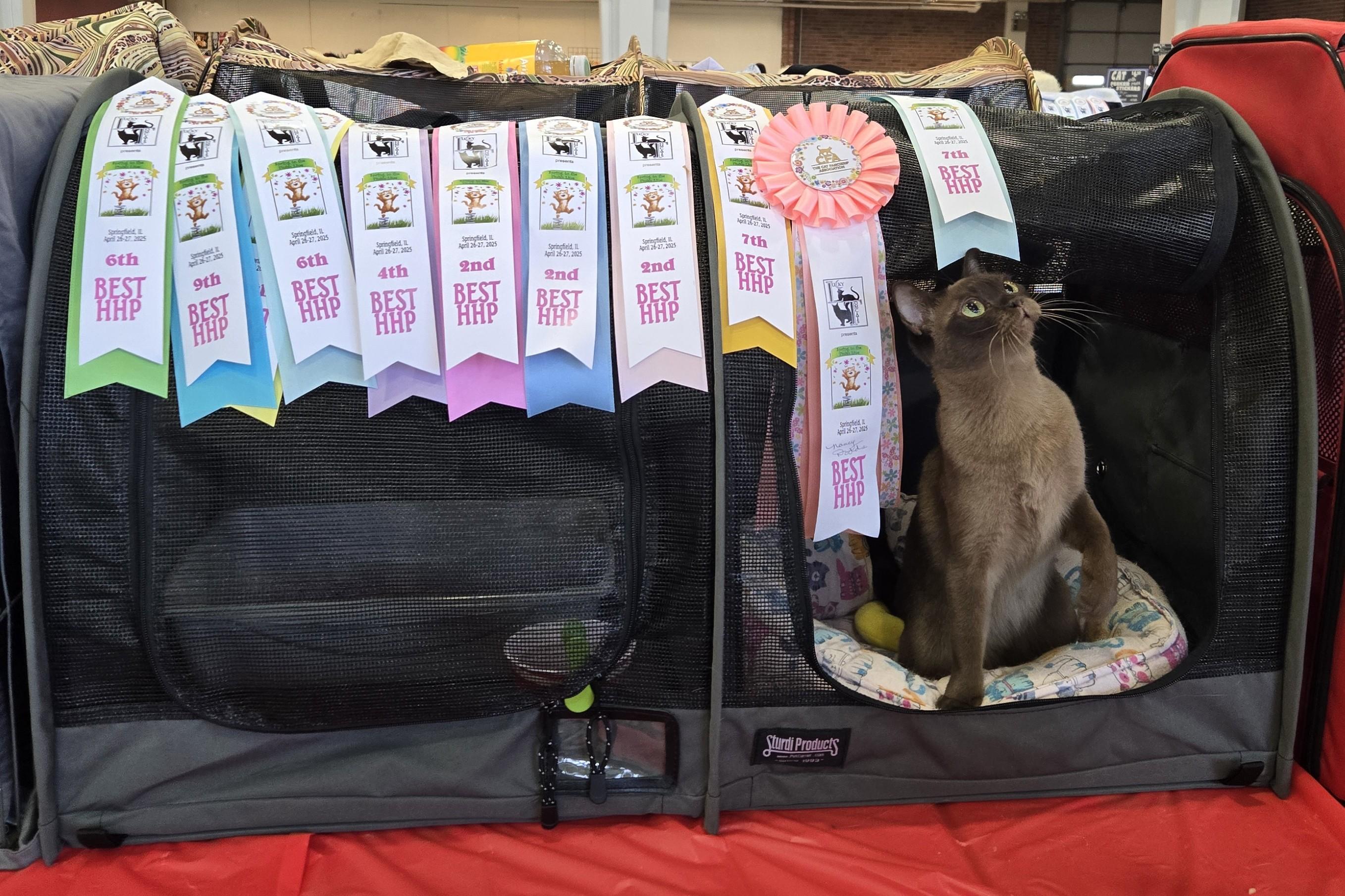 JAZZY ZAZZ, a Adoptable Burmese in Cincinnati, OH image 2/5