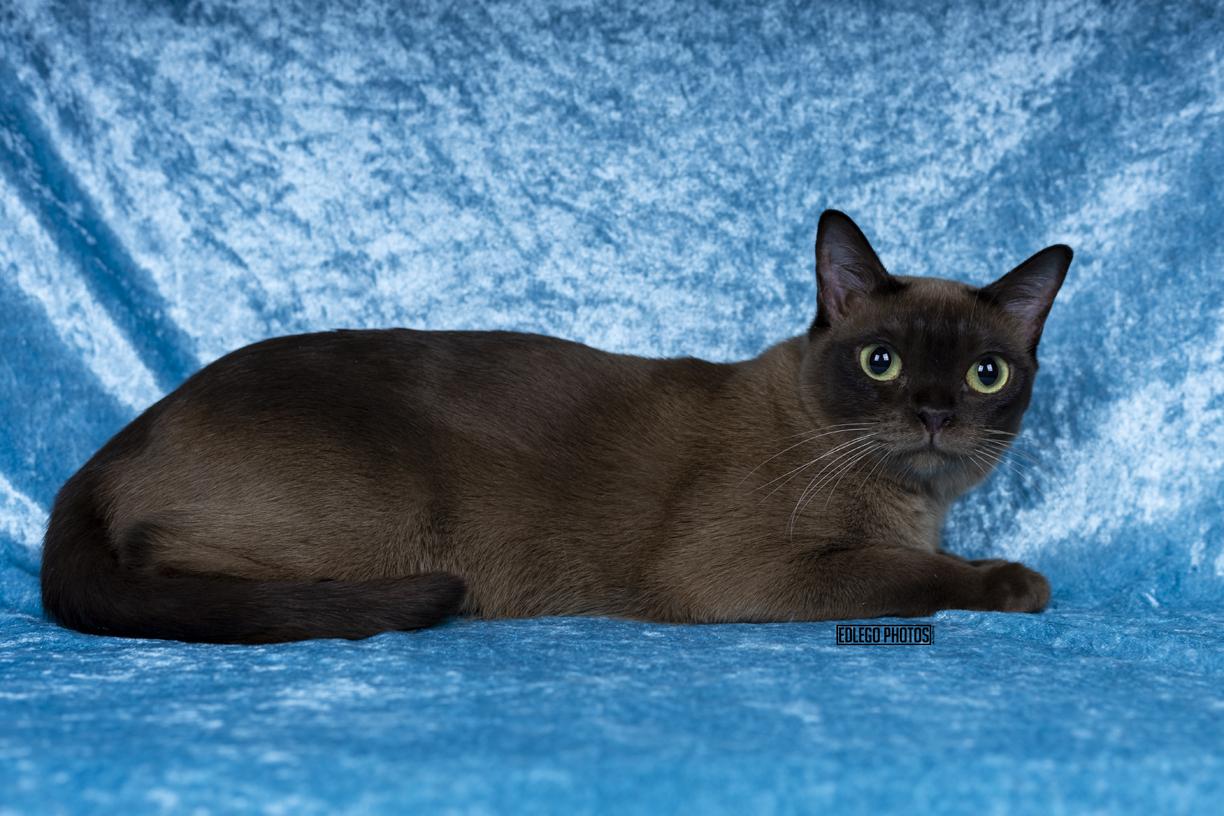 JAZZY ZAZZ, a Adoptable Burmese in Cincinnati, OH image 3/5